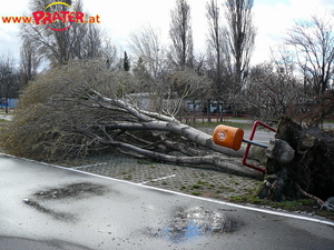 Baum nach Emma