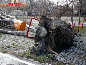 Baum nach Emma