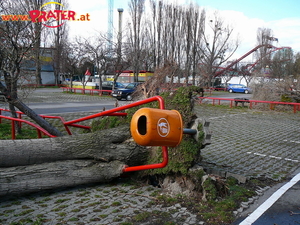 Baum nach Emma