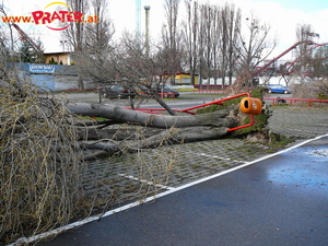 Baum nach Emma