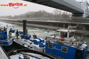 Eisvogel im Winterhafen