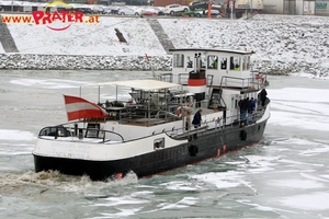 Eisvogel im Winterhafen