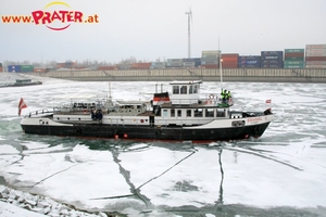 Eisvogel im Winterhafen