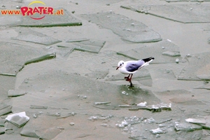 Eisvogel im Winterhafen