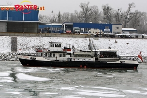 Eisvogel im Winterhafen