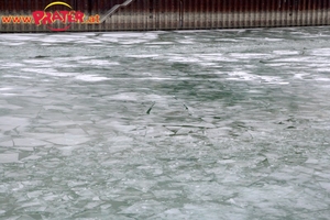 Eisvogel im Winterhafen