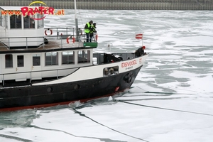 Eisvogel im Winterhafen