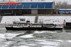 Eisvogel im Winterhafen