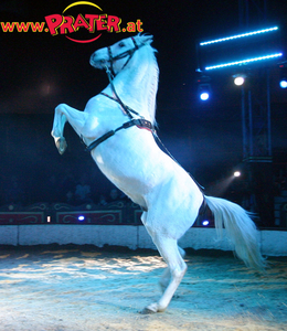 Circus Louis Knie Jun.