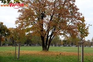 Zentralfriedhof