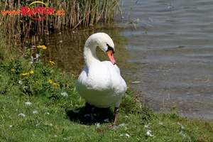 Alte Donau