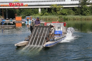 Alte Donau