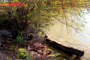 Herbstzeit an der Donau