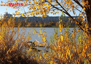 Herbstzeit an der Donau