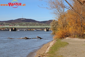 Herbstzeit an der Donau