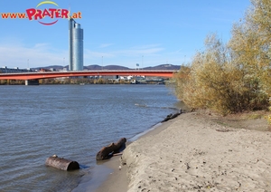 Herbstzeit an der Donau