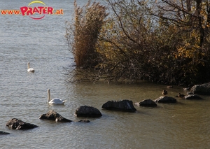 Herbstzeit an der Donau