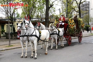 Blumencorso 2016