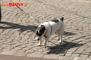 Kinder-Flohmarkt 2016