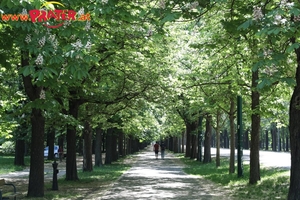 Prater-Bilder