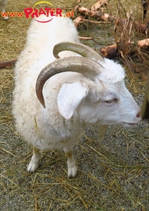 <Salzburger Adventsingen