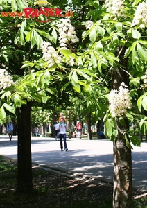 Frühling im Prater