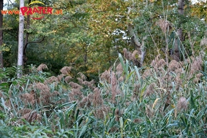 Herbst im Prater