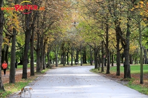 Herbst im Prater