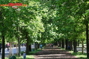 Frühling im Prater