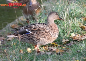 Herbst im Prater