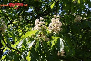 Frühling im Prater