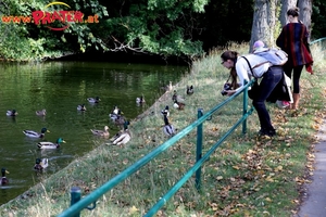 Herbst im Prater