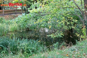 Herbst im Prater