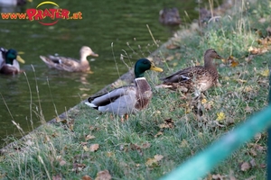 Herbst im Prater