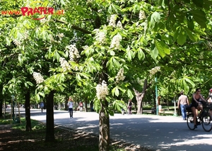 Frühling im Prater