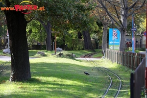 Herbst im Prater