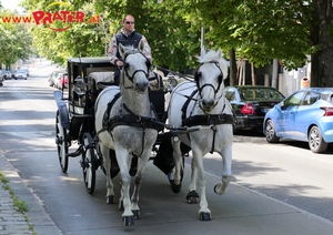 Grüner Prater