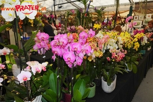 Orchideen-Ausstellung