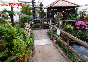 Orchideen-Ausstellung