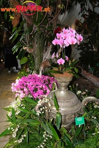 Orchideen-Ausstellung