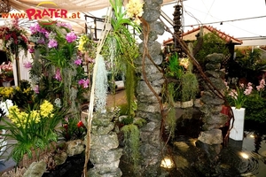 Orchideen-Ausstellung