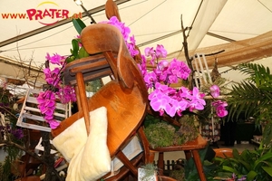 Orchideen-Ausstellung