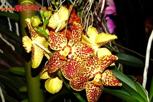 Orchideen-Ausstellung