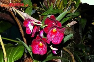 Orchideen-Ausstellung