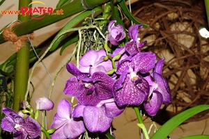 Orchideen-Ausstellung
