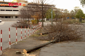 die toten Bäume