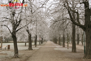 Winter im Prater