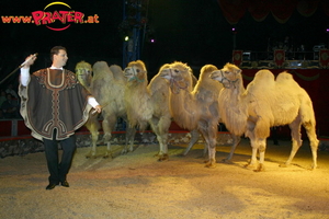 Circus Knie Copyright