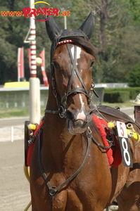 Admiral-Trophy 2007