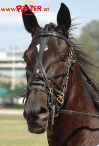 Admiral-Trophy 2007